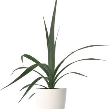 Astelia Chathamica